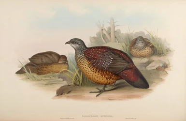 Galloperdix lunulata